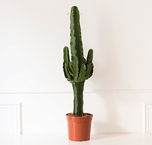 CACTUS Euphorbe 60/80 cm